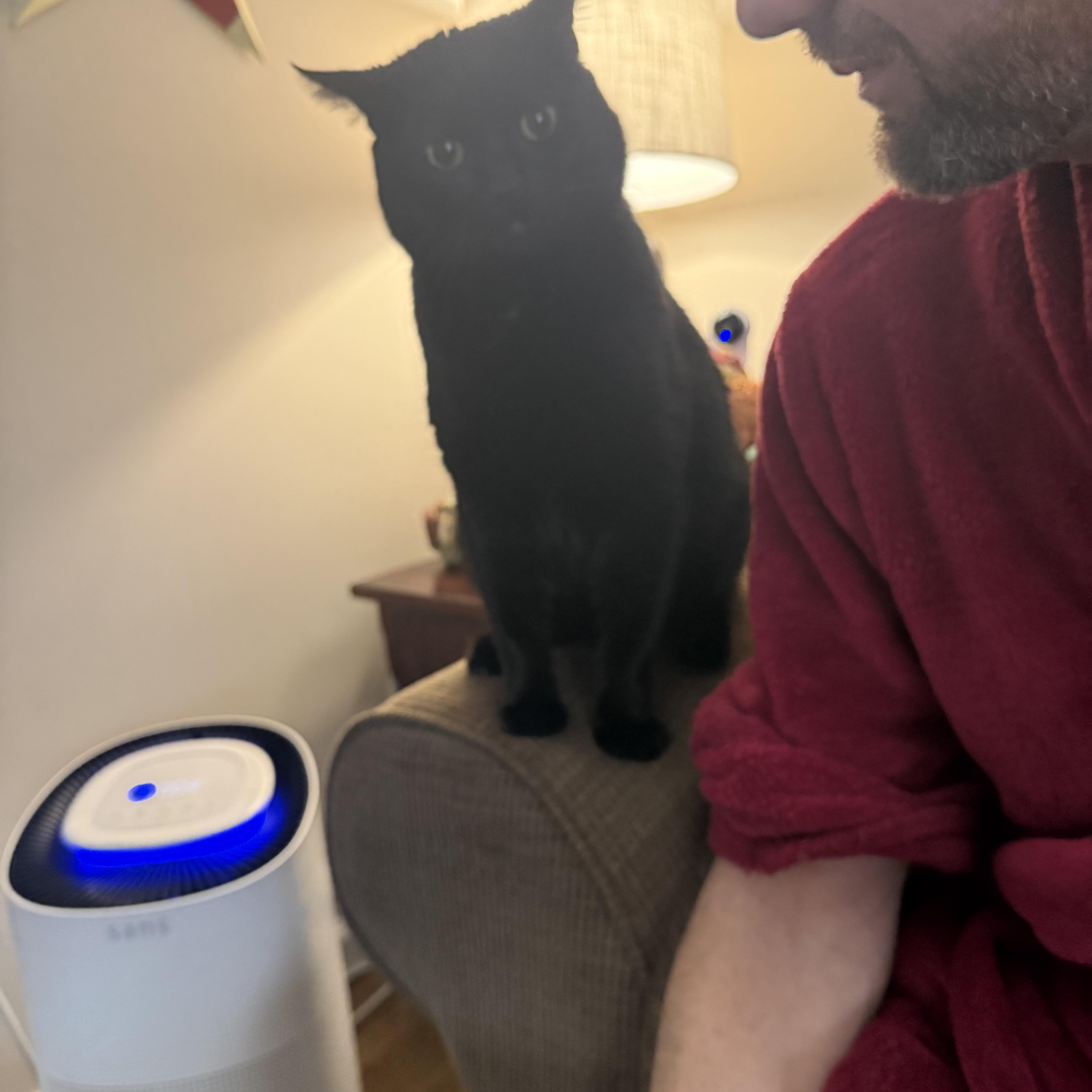 Enlarge Baby Daddy, a ADOPTABLE Domestic Short Hair in Galloway, NJ image 3/5