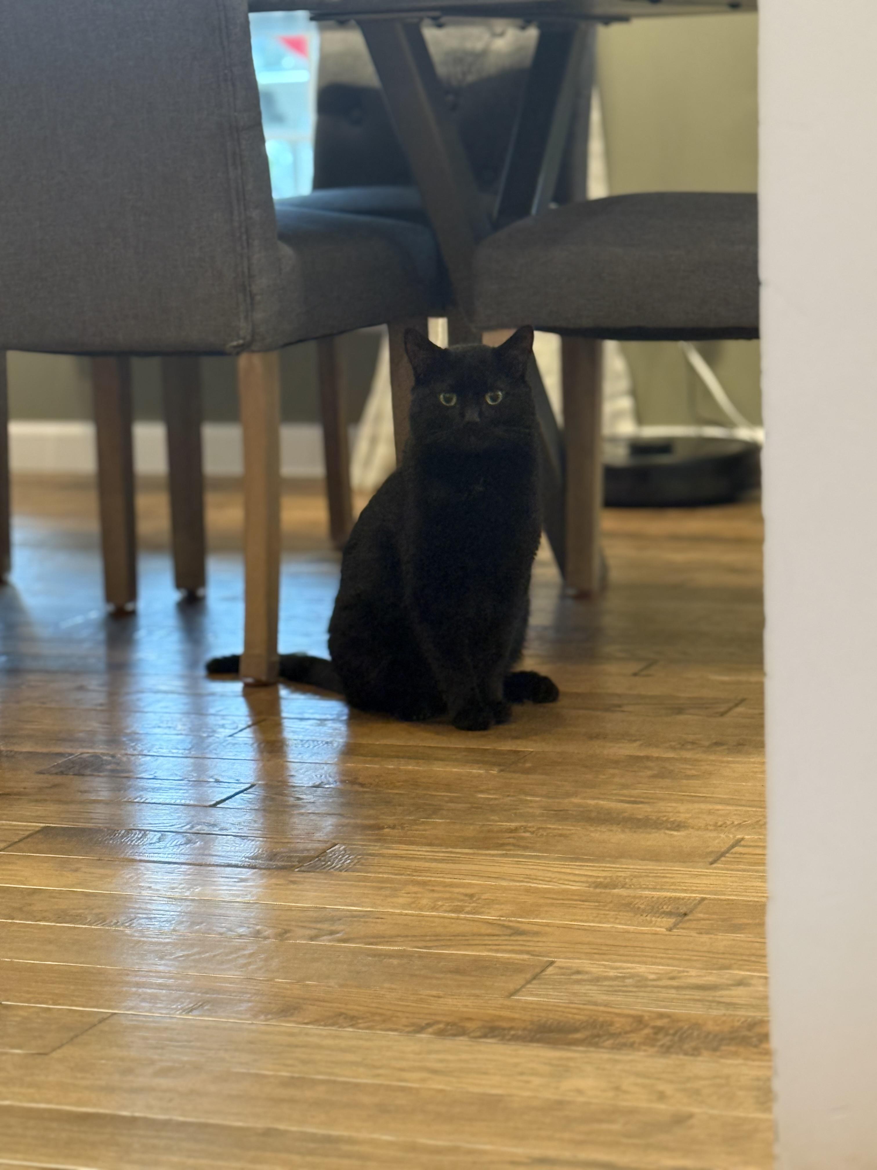 Enlarge Baby Daddy, a ADOPTABLE Domestic Short Hair in Galloway, NJ image 2/5