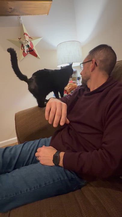 Enlarge Baby Daddy, a ADOPTABLE Domestic Short Hair in Galloway, NJ video 4/5