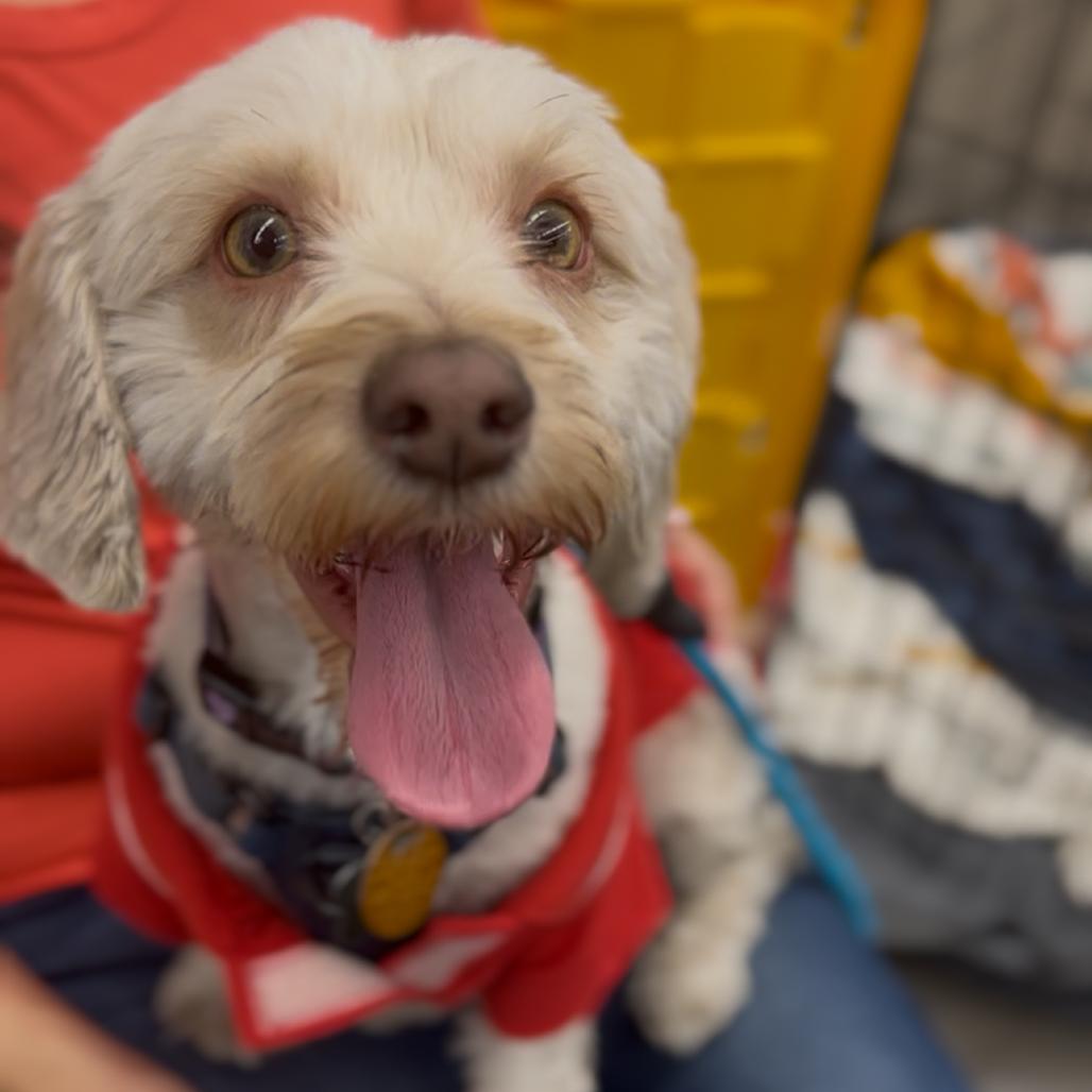 Kappuccino, Adoptable, Young Male Maltese & Poodle.