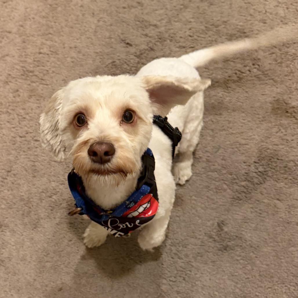 Enlarge Kappuccino, a Adoptable mixed breed in Las Vegas, NV image 1/5