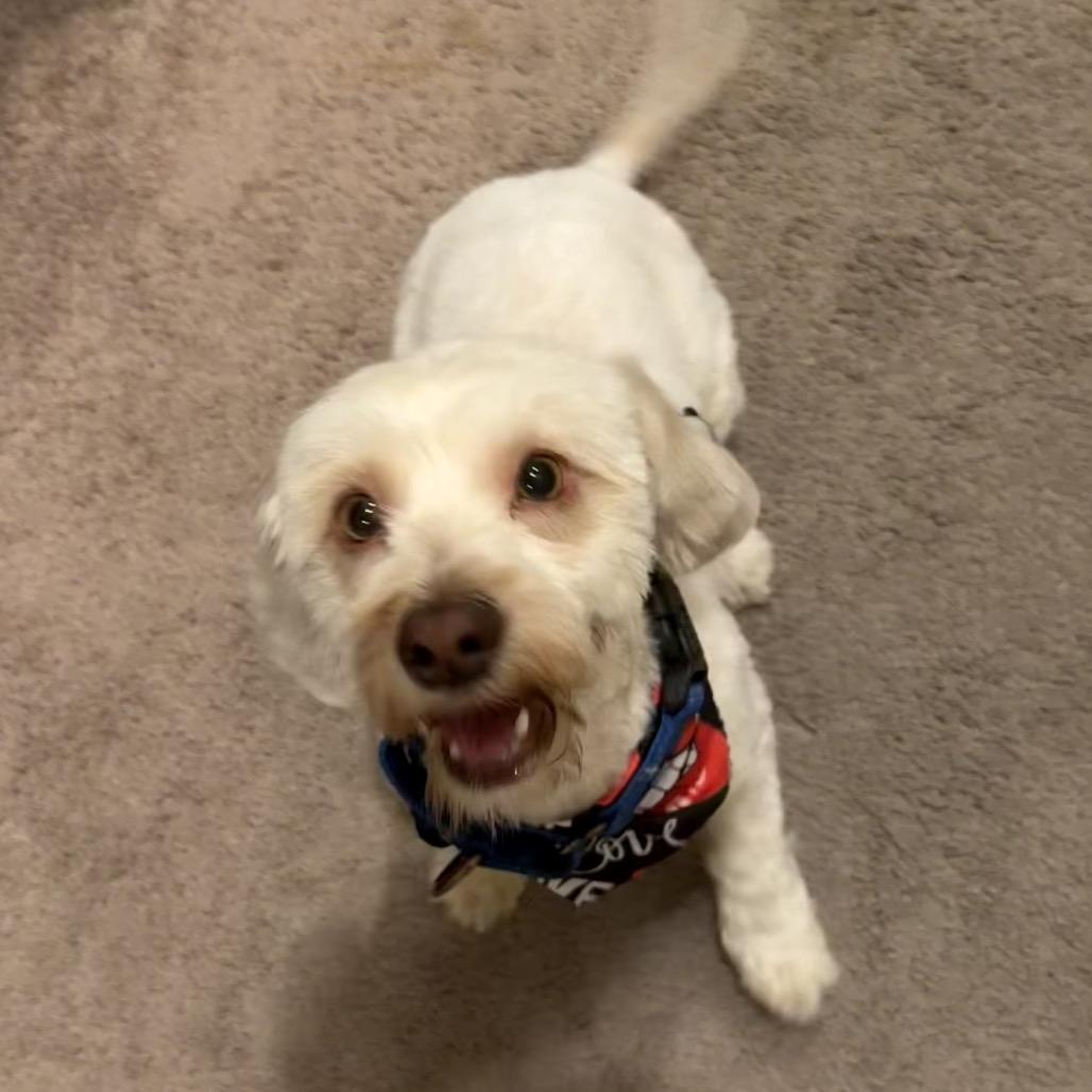 Enlarge Kappuccino, a Adoptable mixed breed in Las Vegas, NV image 2/5