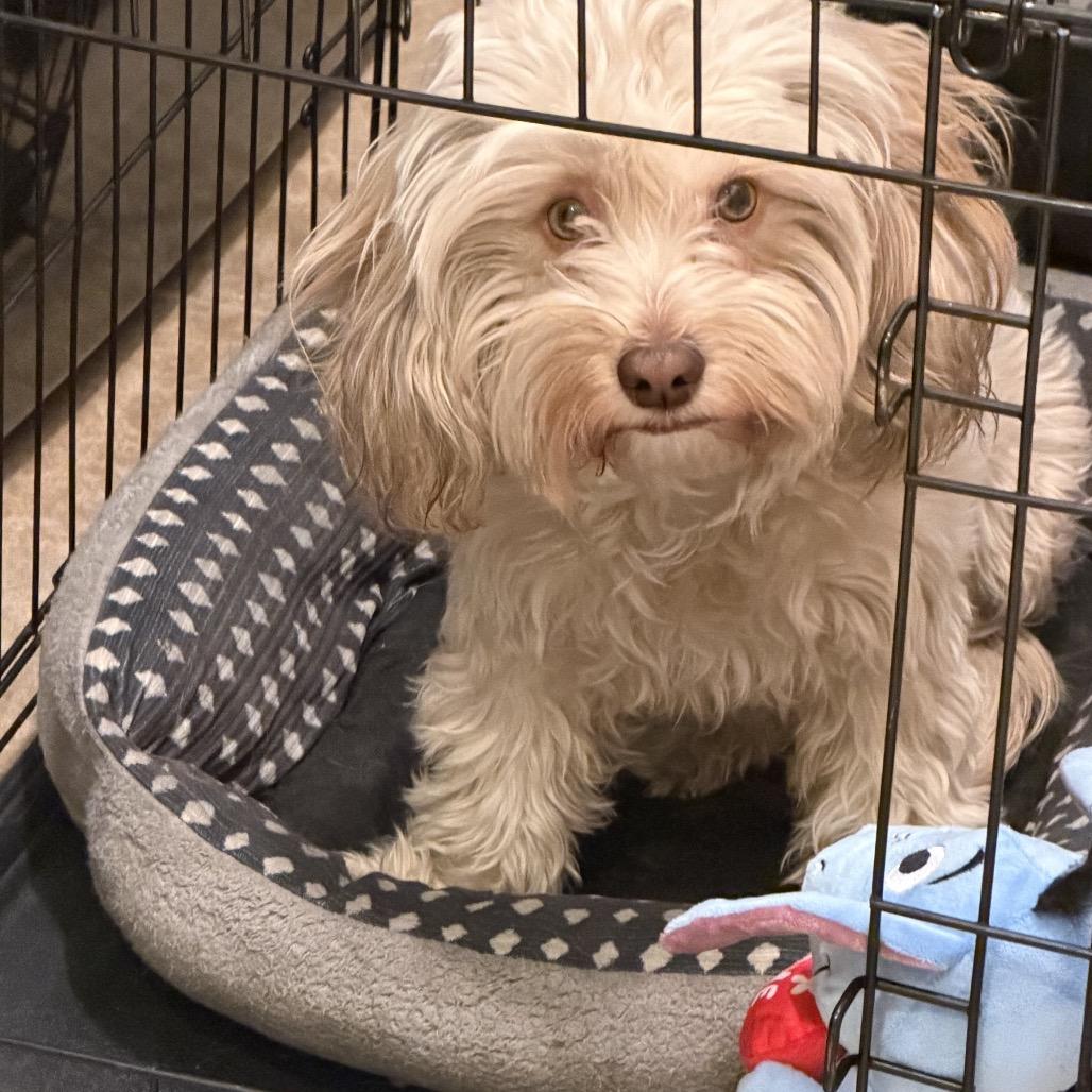 Enlarge Kappuccino, a Adoptable mixed breed in Las Vegas, NV image 3/5