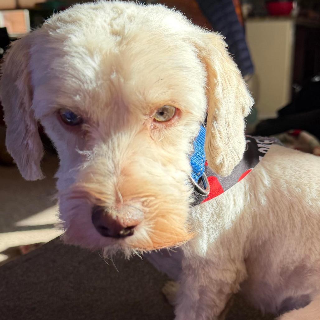 Enlarge Kappuccino, a Adoptable mixed breed in Las Vegas, NV image 4/5