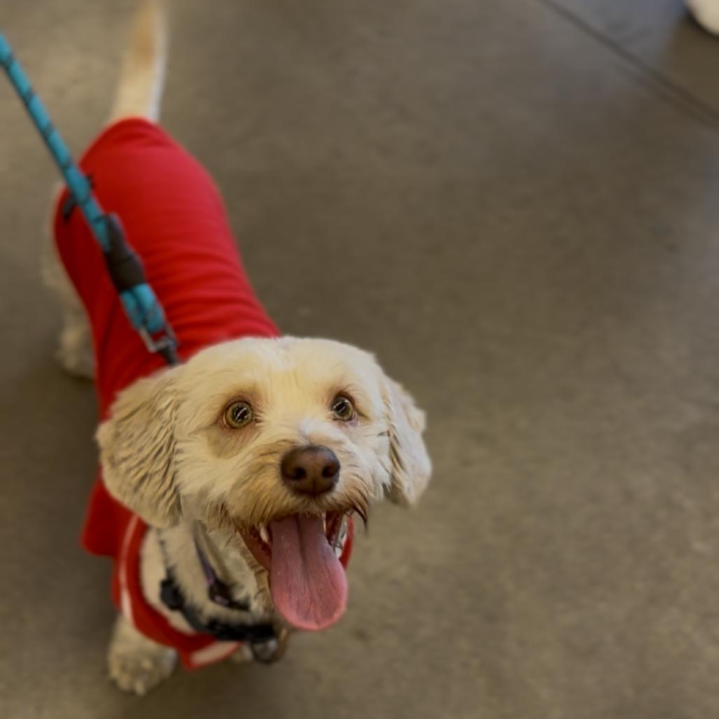 Enlarge Kappuccino, a Adoptable mixed breed in Las Vegas, NV image 4/6