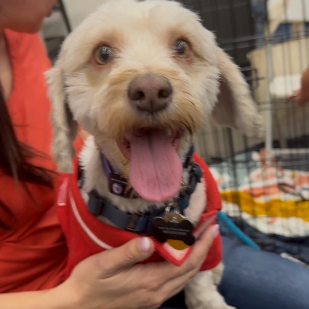 Enlarge Kappuccino, a Adoptable mixed breed in Las Vegas, NV image 5/6