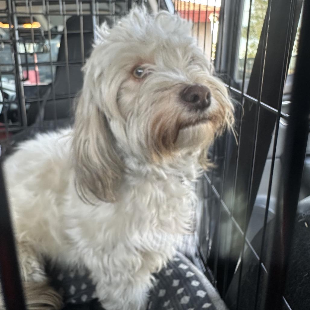 Enlarge Kappuccino, a Adoptable mixed breed in Las Vegas, NV image 5/5