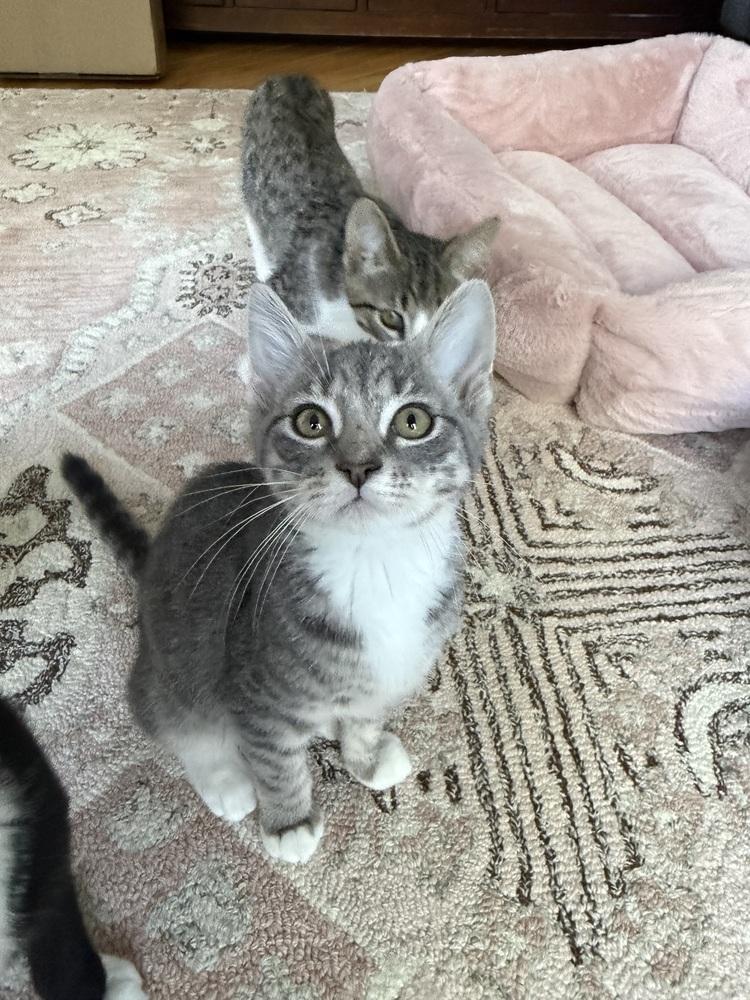 Cutie Patootie, Adoptable, Young Male Domestic Short Hair.