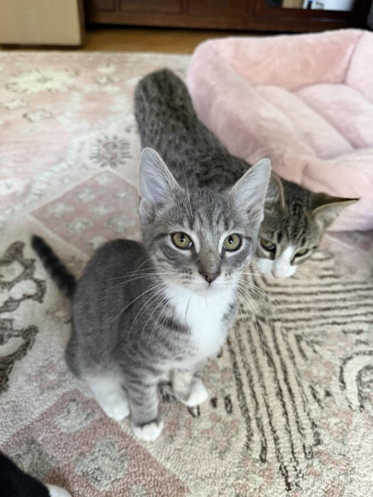 Cutie Patootie, a Adoptable Domestic Short Hair in North Brunswick, NJ image 2/4
