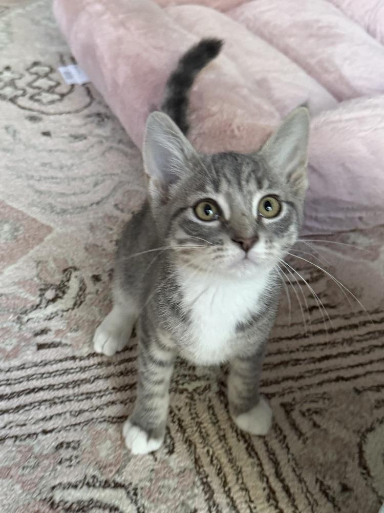 Cutie Patootie, a Adoptable Domestic Short Hair in North Brunswick, NJ image 3/4