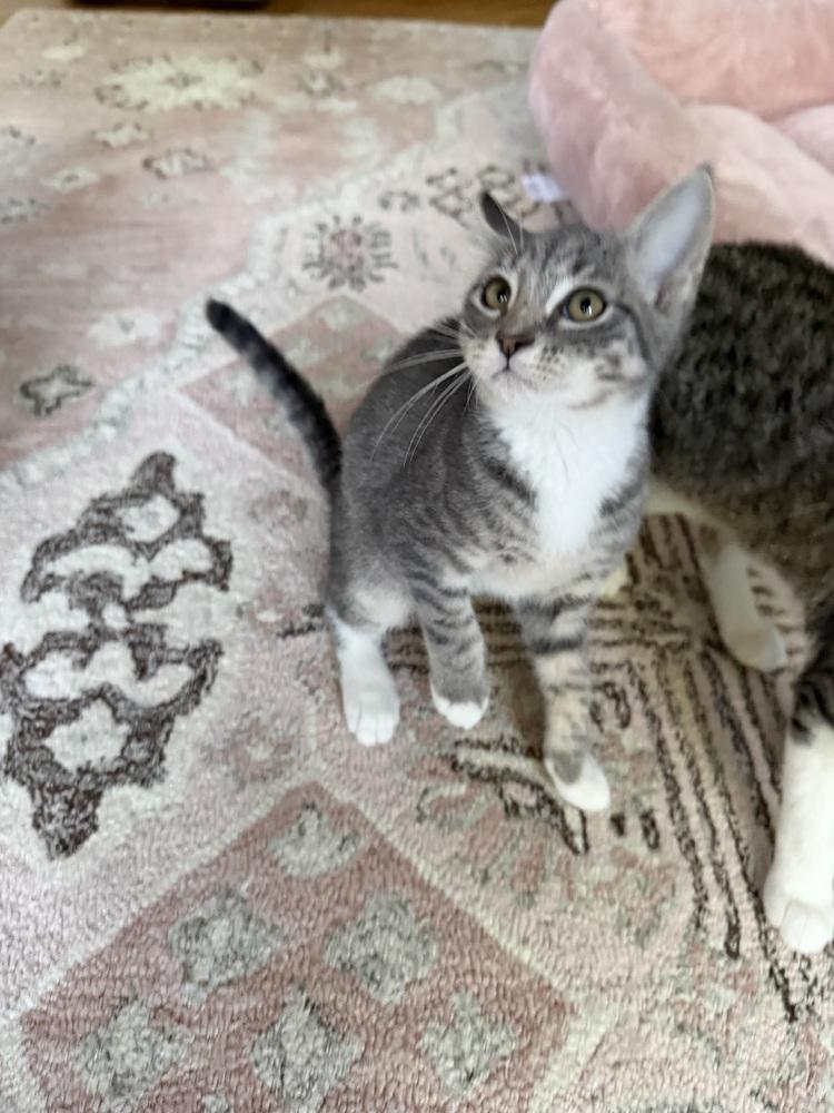 Cutie Patootie, a Adoptable Domestic Short Hair in North Brunswick, NJ image 4/4
