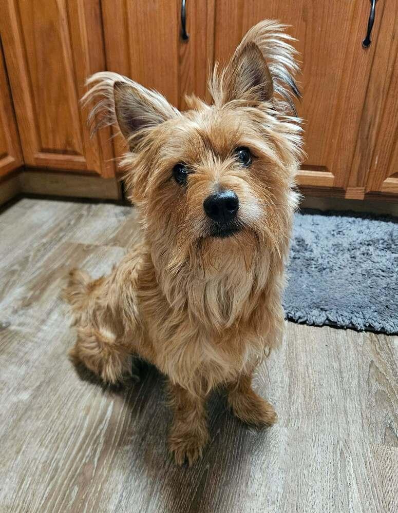 Josh, a ADOPTABLE Cairn Terrier in China Township, MI image 1/6