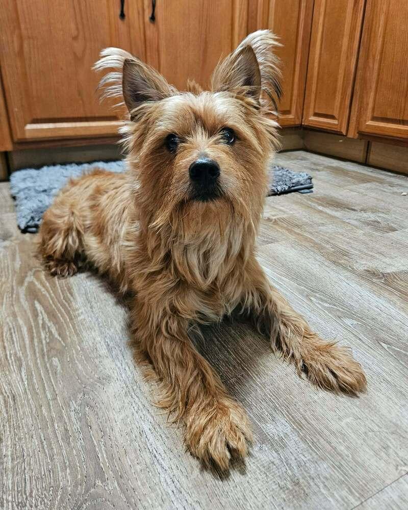 Josh, a ADOPTABLE Cairn Terrier in China Township, MI image 5/6