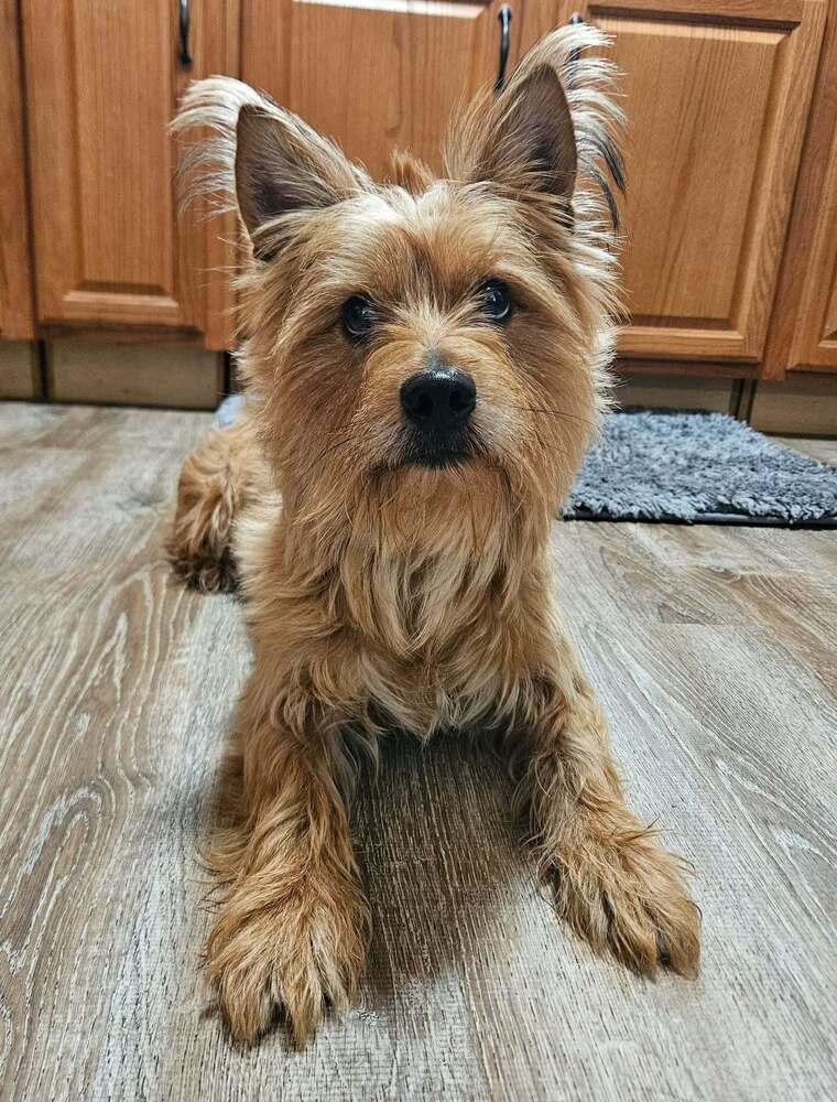 Josh, a ADOPTABLE Cairn Terrier in China Township, MI image 3/6