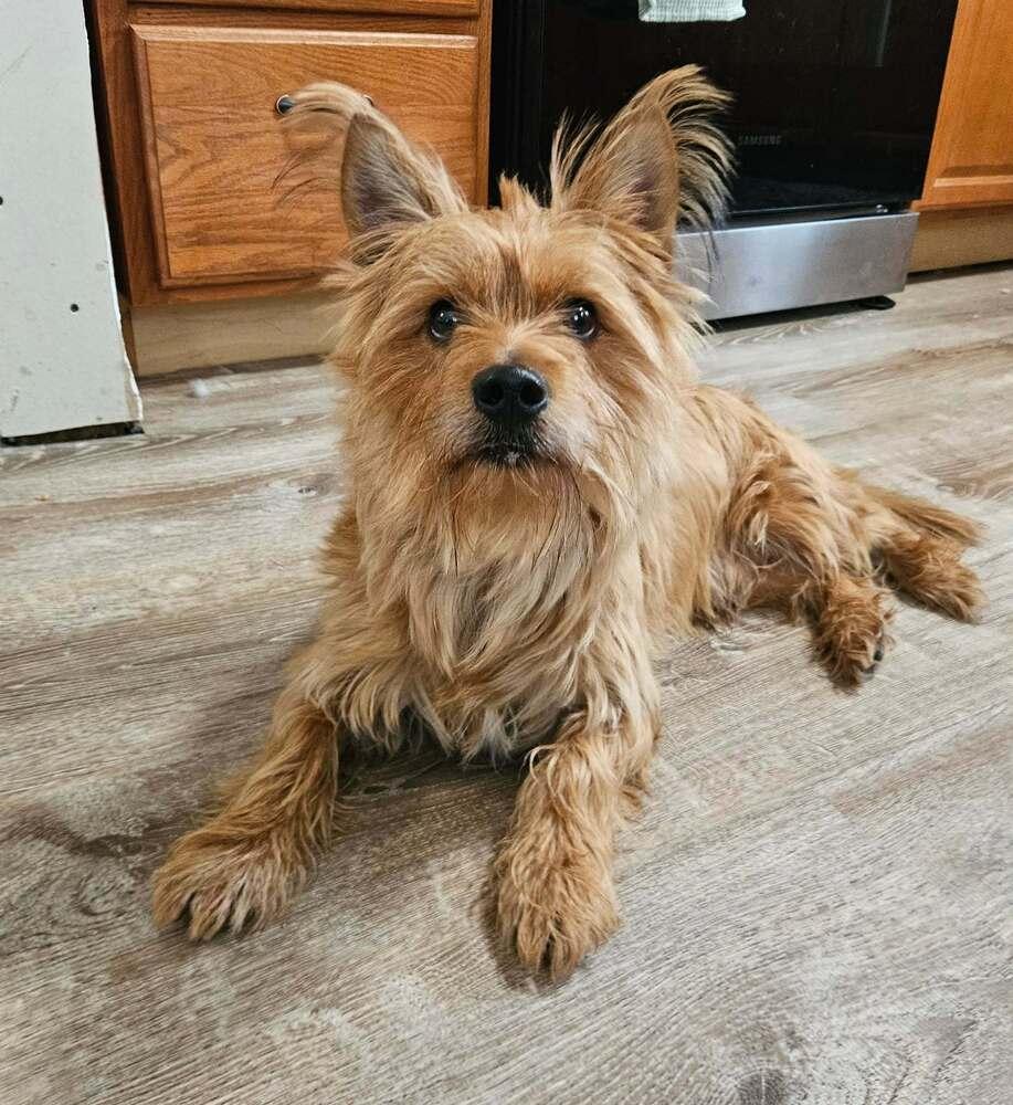 Josh, a ADOPTABLE Cairn Terrier in China Township, MI image 4/6