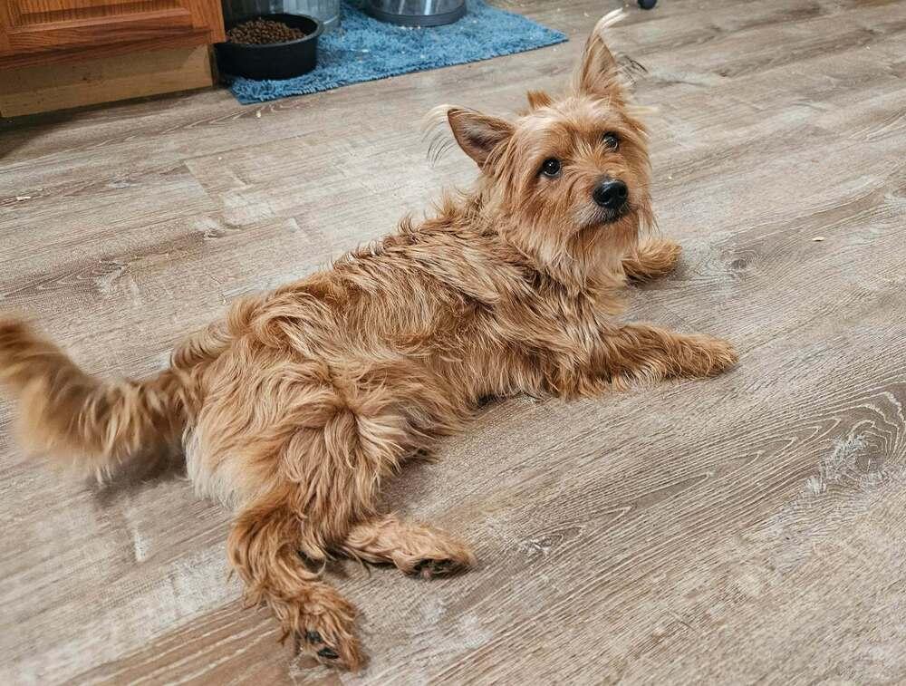 Josh, a ADOPTABLE Cairn Terrier in China Township, MI image 6/6