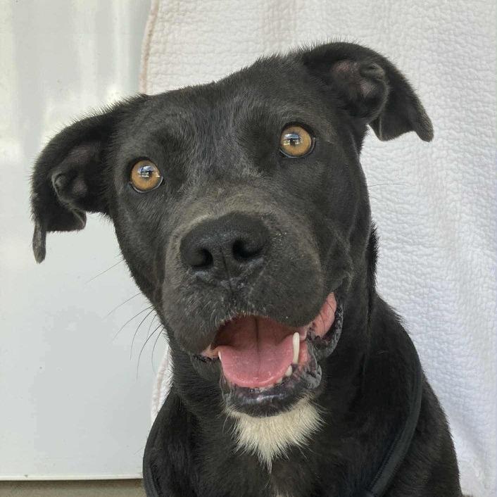 Raven, Adoptable, Young Female Mixed Breed.