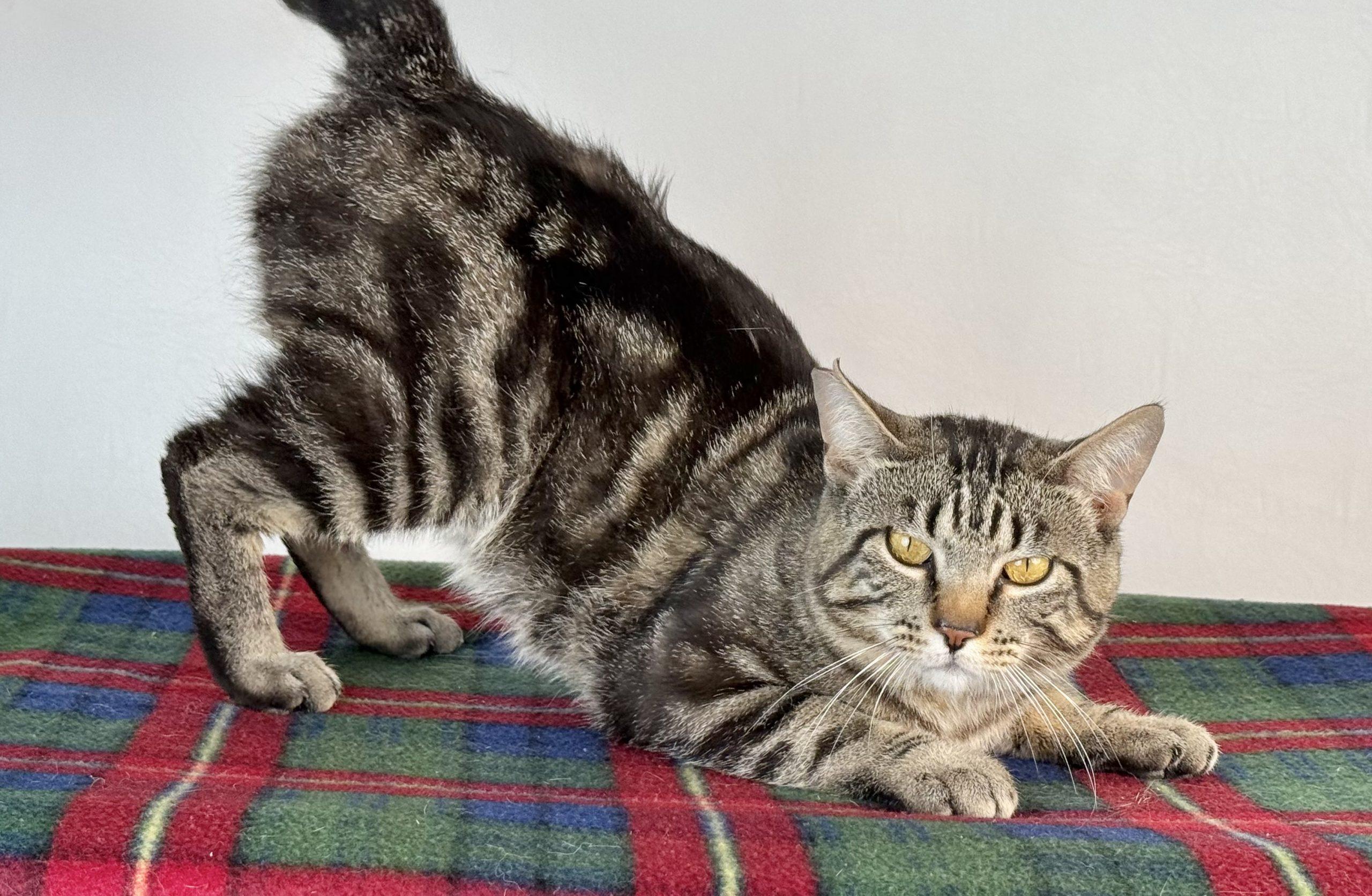 Bobby, Adoptable, Kitten Male Domestic Short Hair.