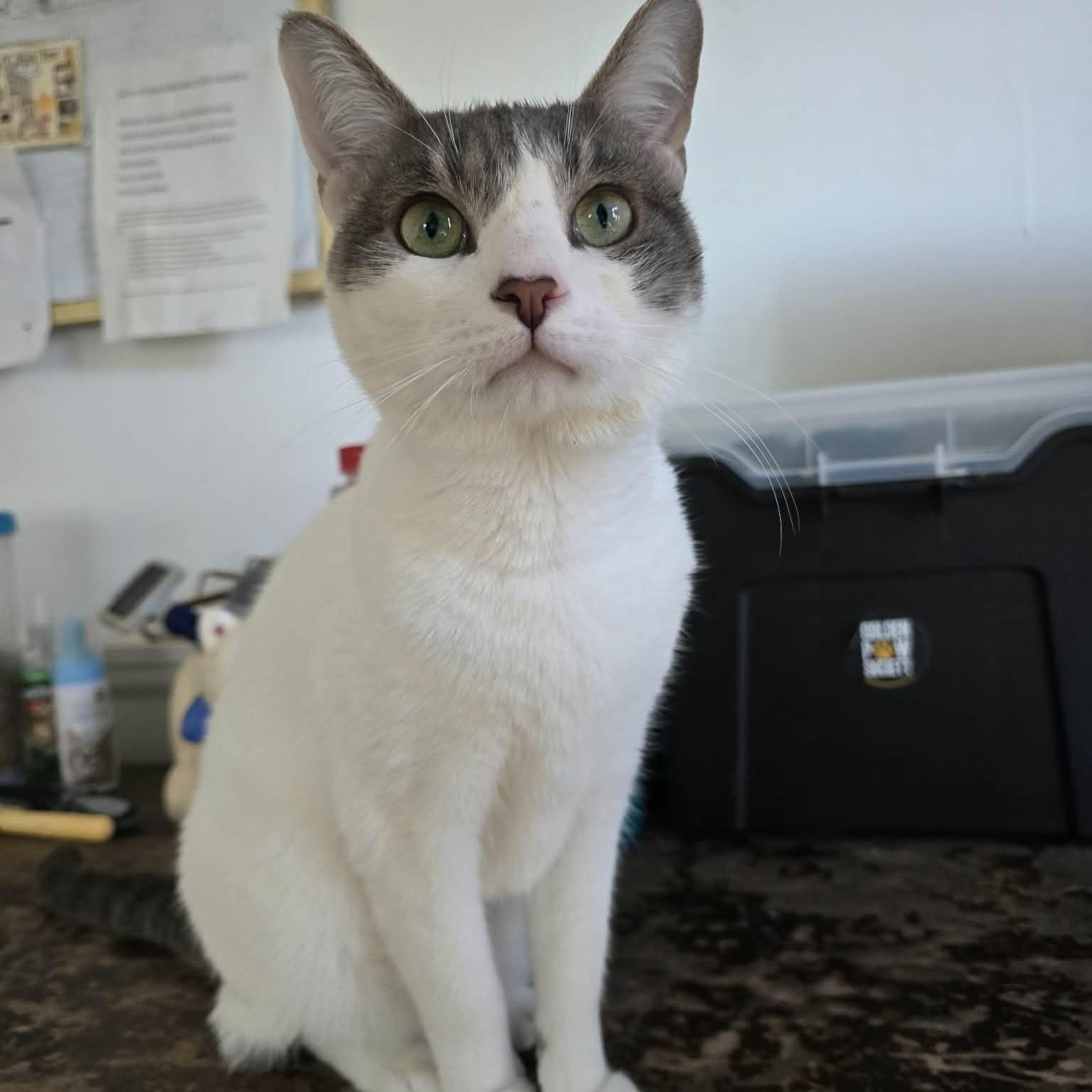 Enlarge Derek, a ADOPTABLE Domestic Short Hair in Huntington, NY image 1/4