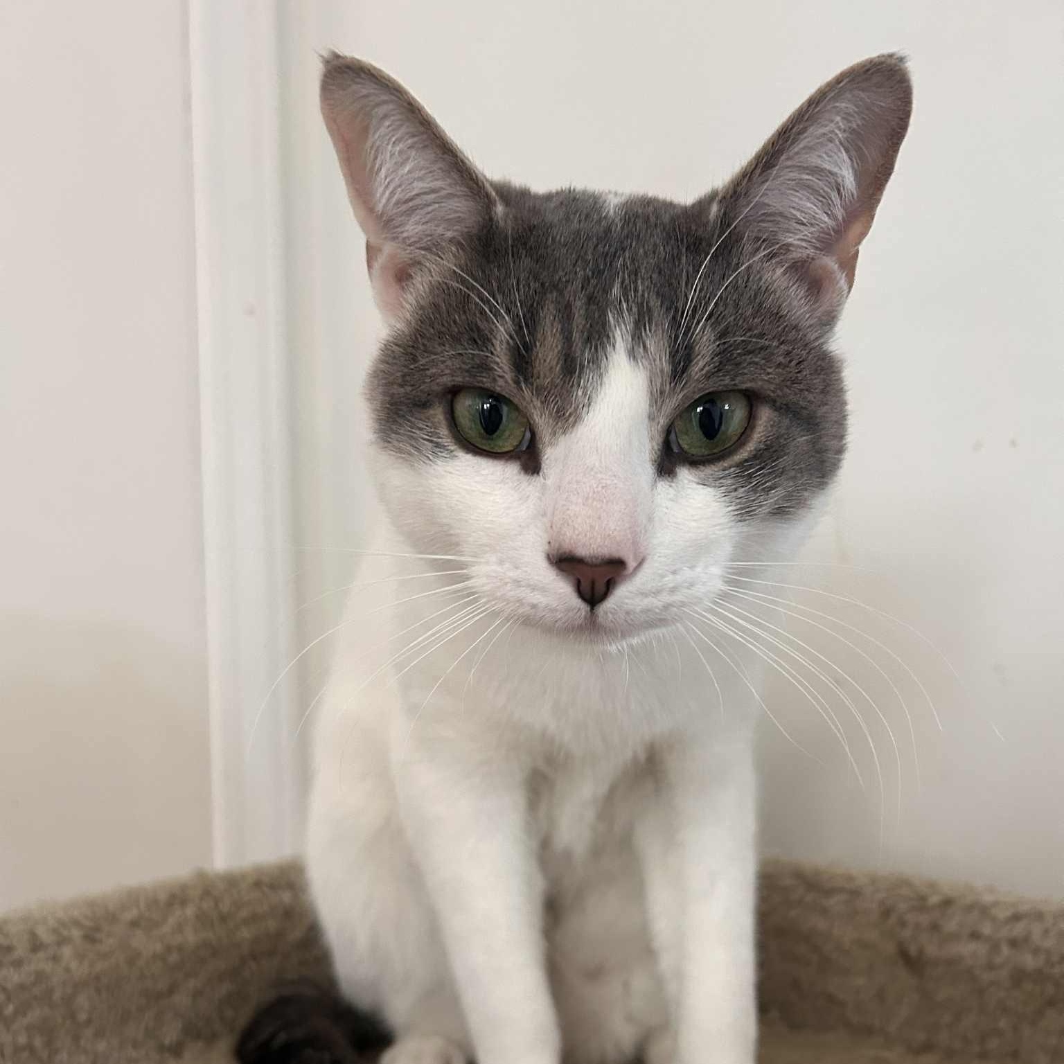 Enlarge Derek, a ADOPTABLE Domestic Short Hair in Huntington, NY image 2/4