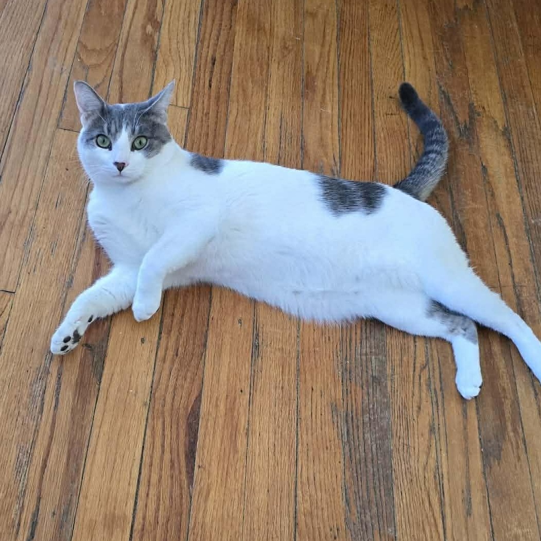 Enlarge Derek, a ADOPTABLE Domestic Short Hair in Huntington, NY image 3/4