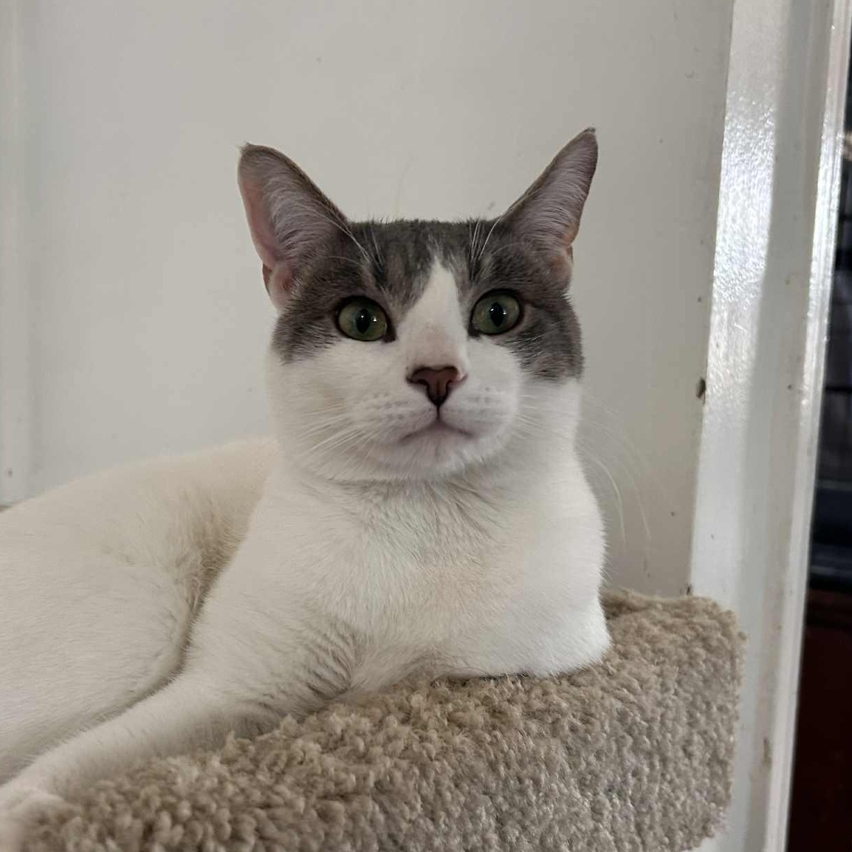 Enlarge Derek, a ADOPTABLE Domestic Short Hair in Huntington, NY image 4/4