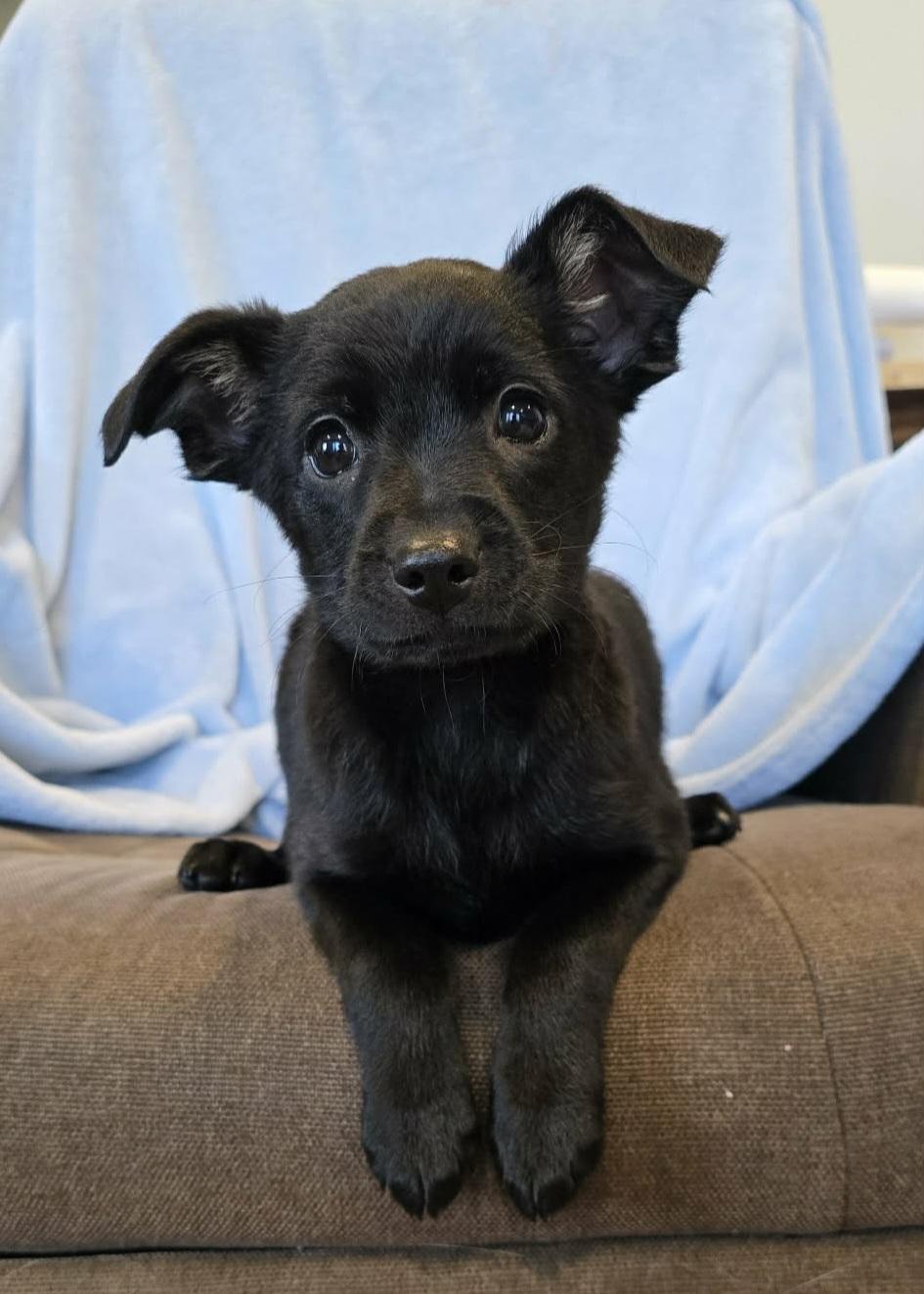 Enlarge Dune, an adopted mixed breed in Grand Rapids, MI image 1/1