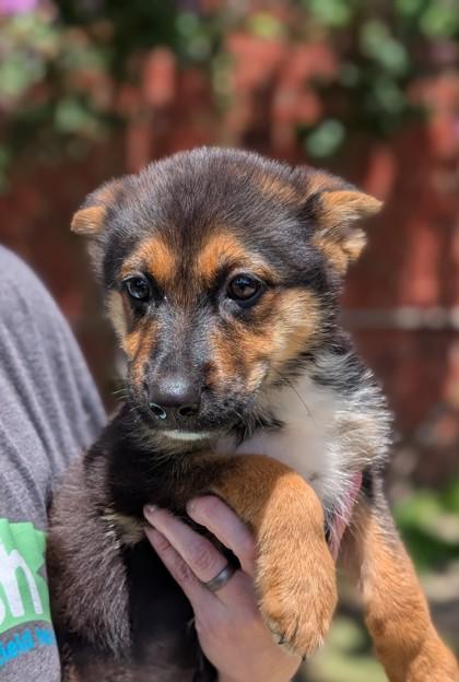 Pearl, Adoptable, Adult Female Australian Shepherd & Mixed Breed.