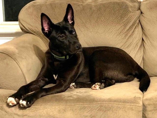 BOO, ADOPTABLE, Adult Female Shepherd & Australian Kelpie.