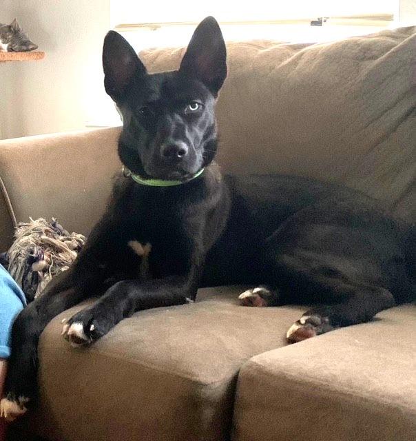 Enlarge BOO, a ADOPTABLE mixed breed in fort worth, TX image 2/2