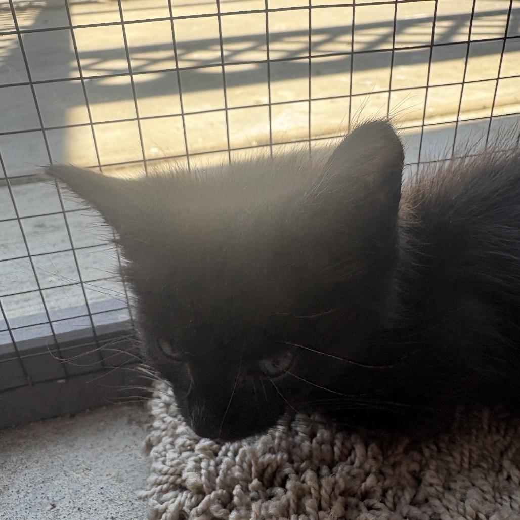 Rembo (Blue), Adoptable, Kitten Male Domestic Short Hair.