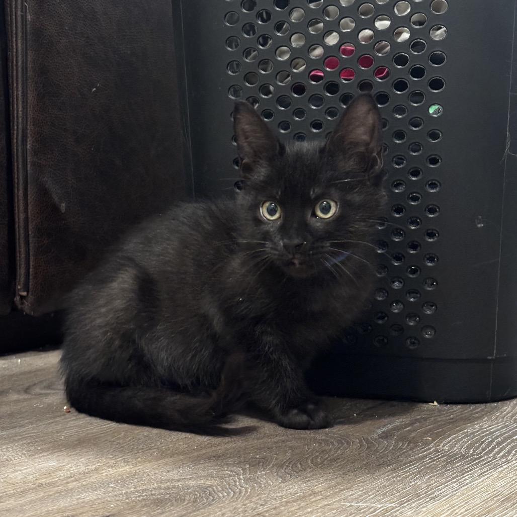 Enlarge Rembo (Blue), a Adoptable Domestic Short Hair in Escondido, CA image 2/5