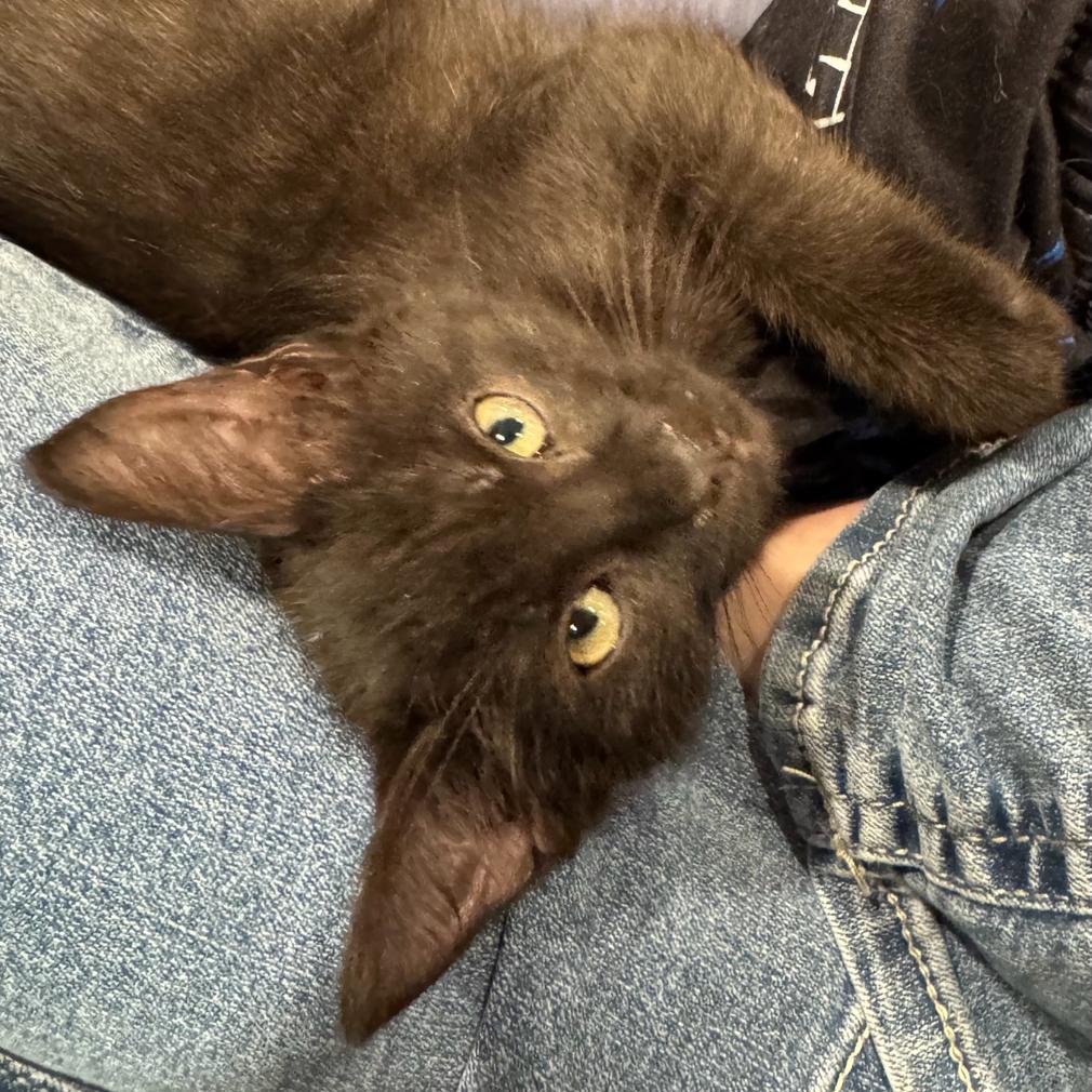 Enlarge Rembo (Blue), a Adoptable Domestic Short Hair in Escondido, CA image 3/5