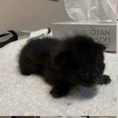 Enlarge Rembo (Blue), a Adoptable Domestic Short Hair in Escondido, CA image 4/5