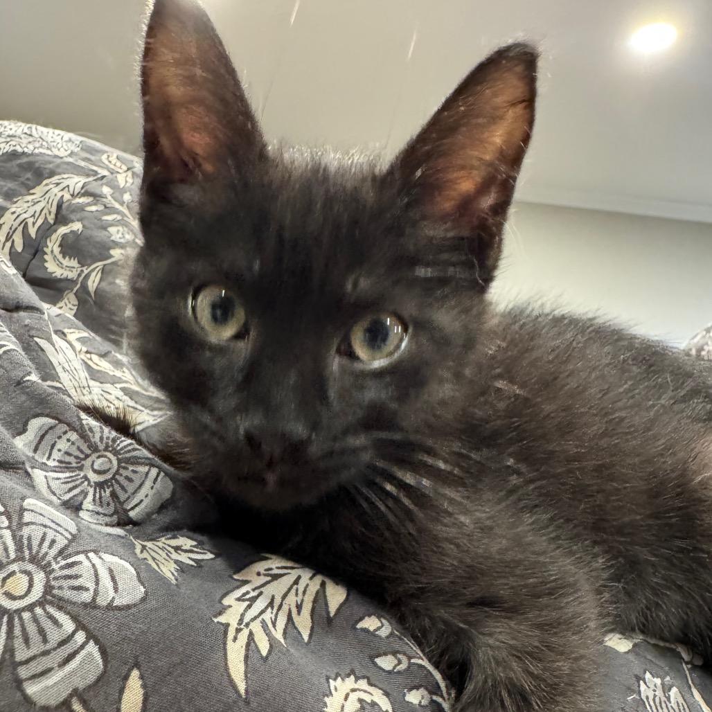 Enlarge Rembo (Blue), a Adoptable Domestic Short Hair in Escondido, CA image 5/5