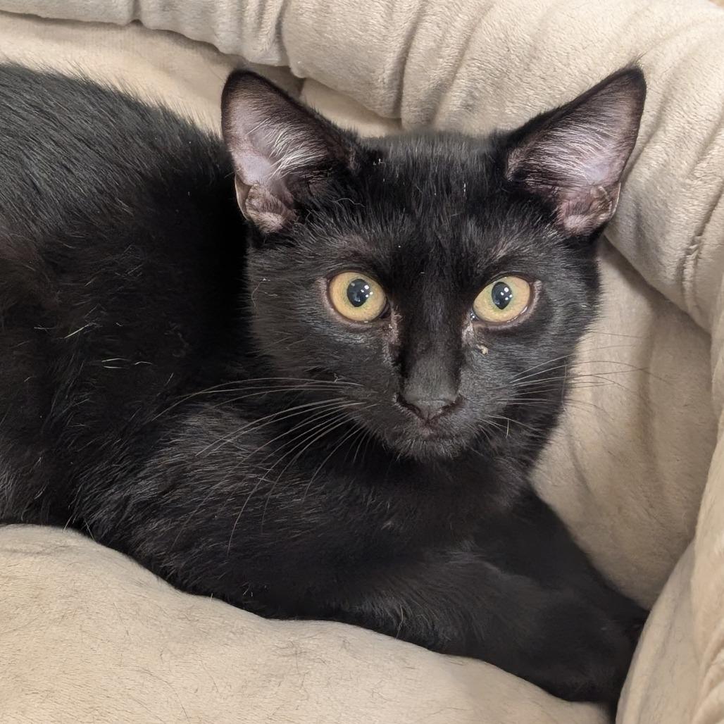 Cooper, Adoptable, Kitten Male Domestic Short Hair.