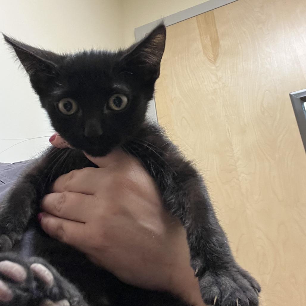 Enlarge Cooper, a Adoptable Domestic Short Hair in Sonoma, CA image 2/3