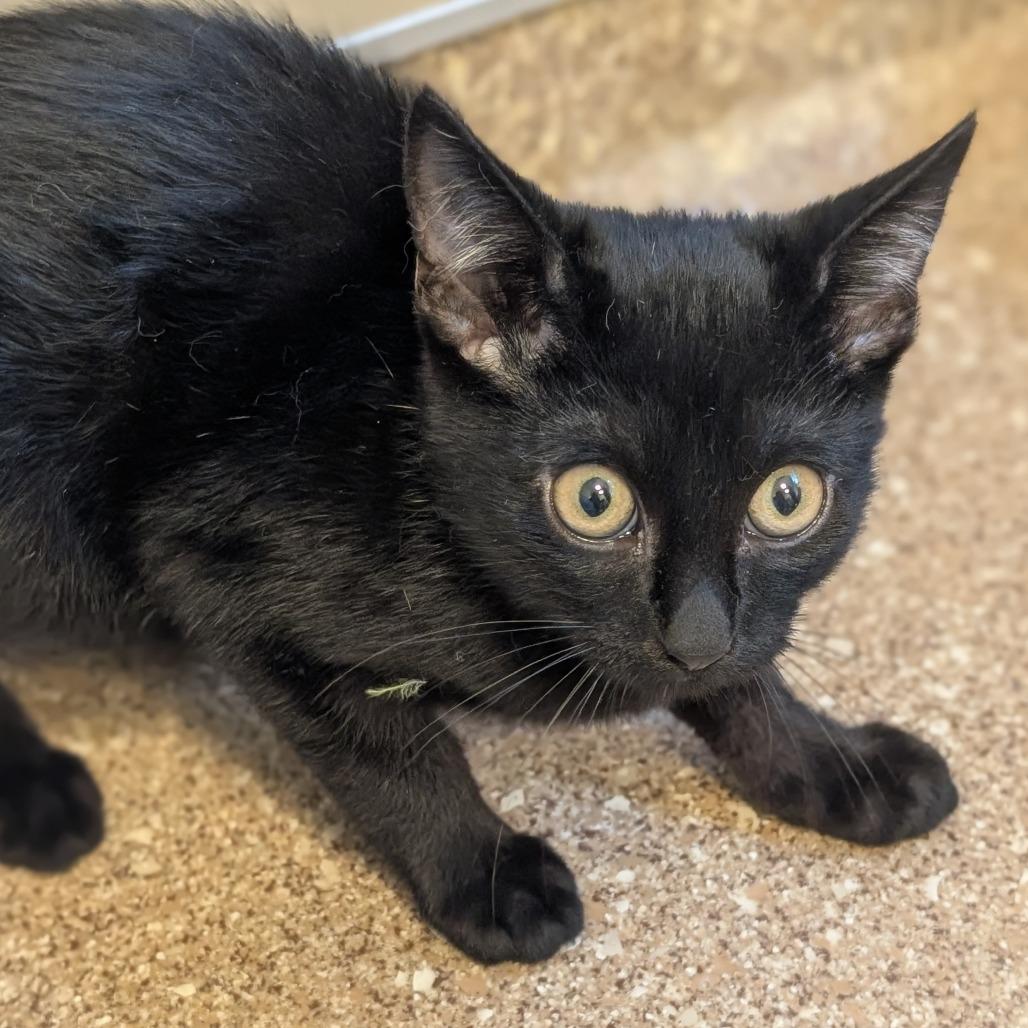 Enlarge Cooper, a Adoptable Domestic Short Hair in Sonoma, CA image 3/3