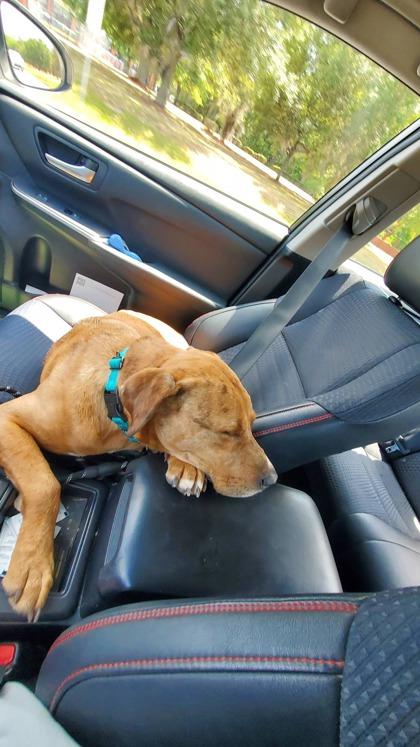 Forest, a Adoptable mixed breed in Gainesville, FL image 2/3