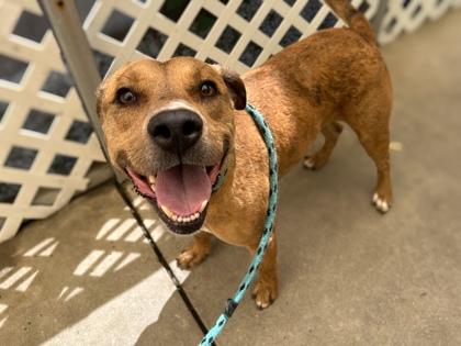 Forest, a Adoptable mixed breed in Gainesville, FL image 1/3