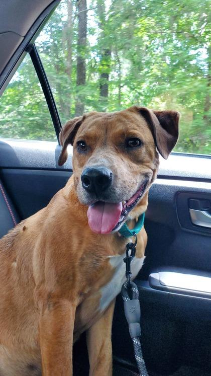 Forest, a Adoptable mixed breed in Gainesville, FL image 3/3