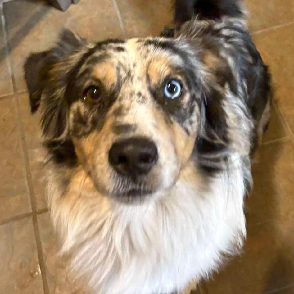 Saban, a Adoptable Australian Shepherd in Gulfport, MS image 1/2