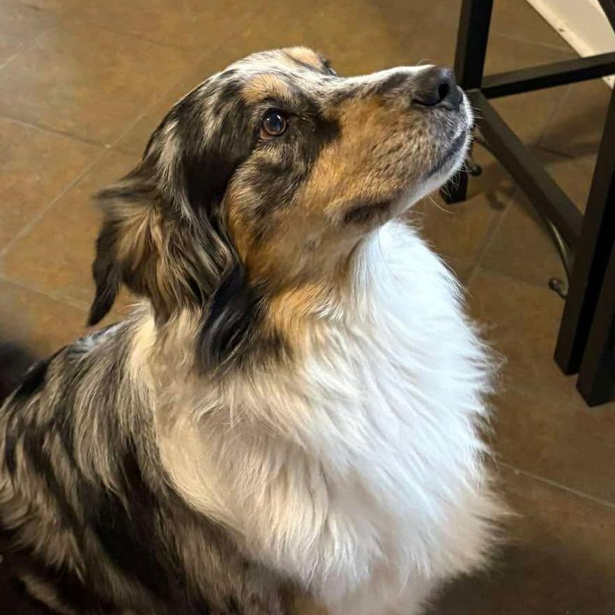 Saban, a Adoptable Australian Shepherd in Gulfport, MS image 2/2