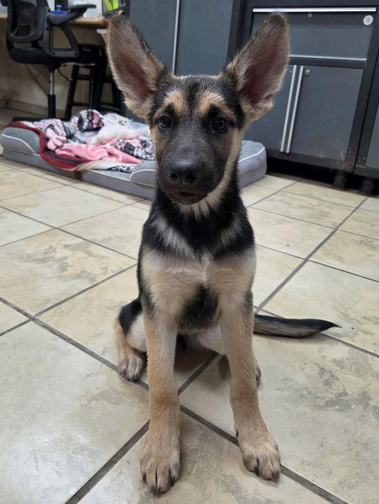 Naomi, Adopted, Young Female German Shepherd Dog.
