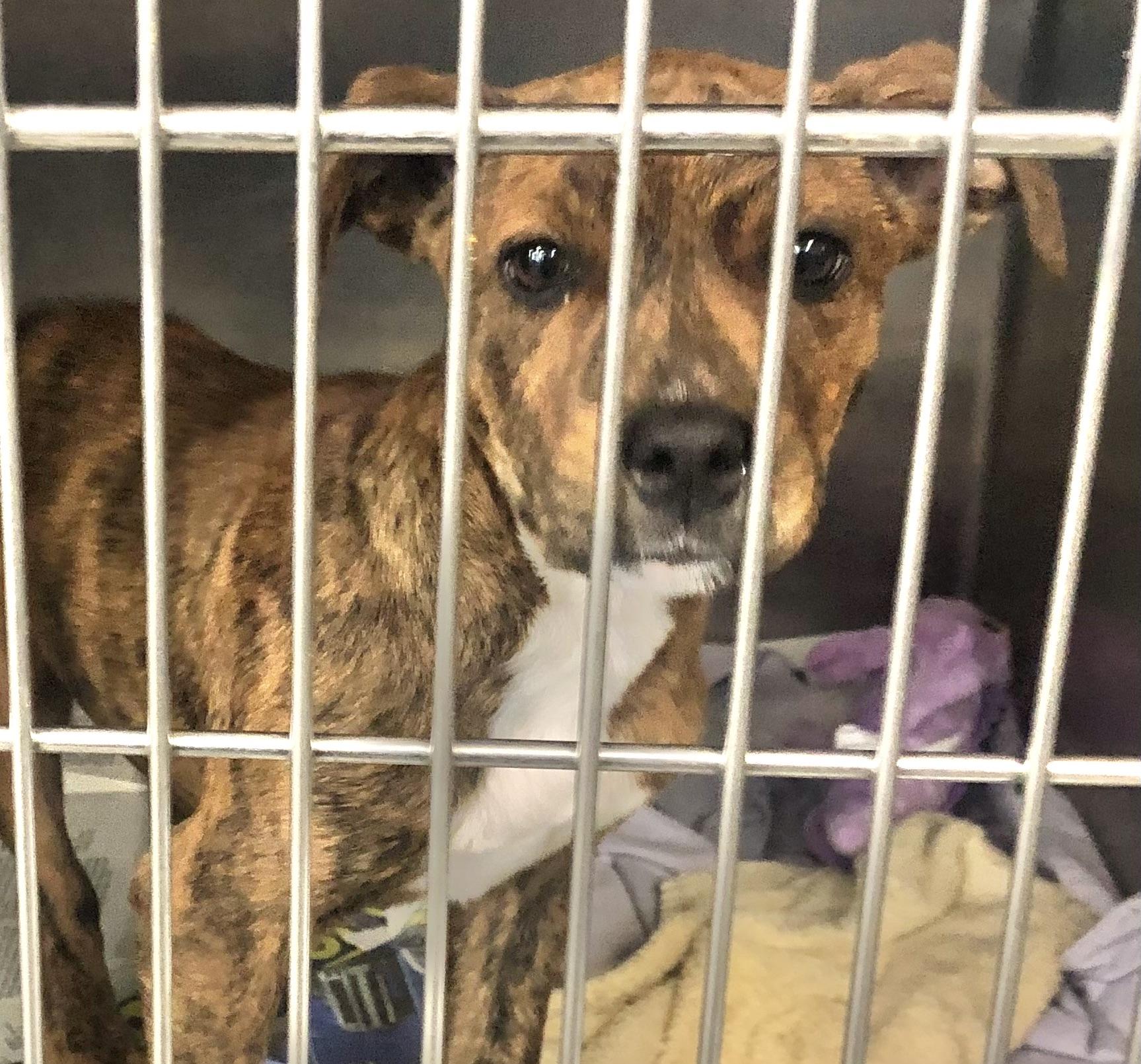 Peanut, adopted, Puppy Male Mixed Breed.