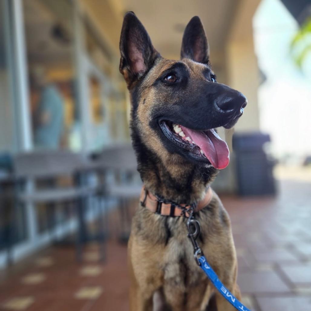 Enlarge Bella, a Adoptable Belgian Shepherd / Malinois in North Port, FL image 1/5
