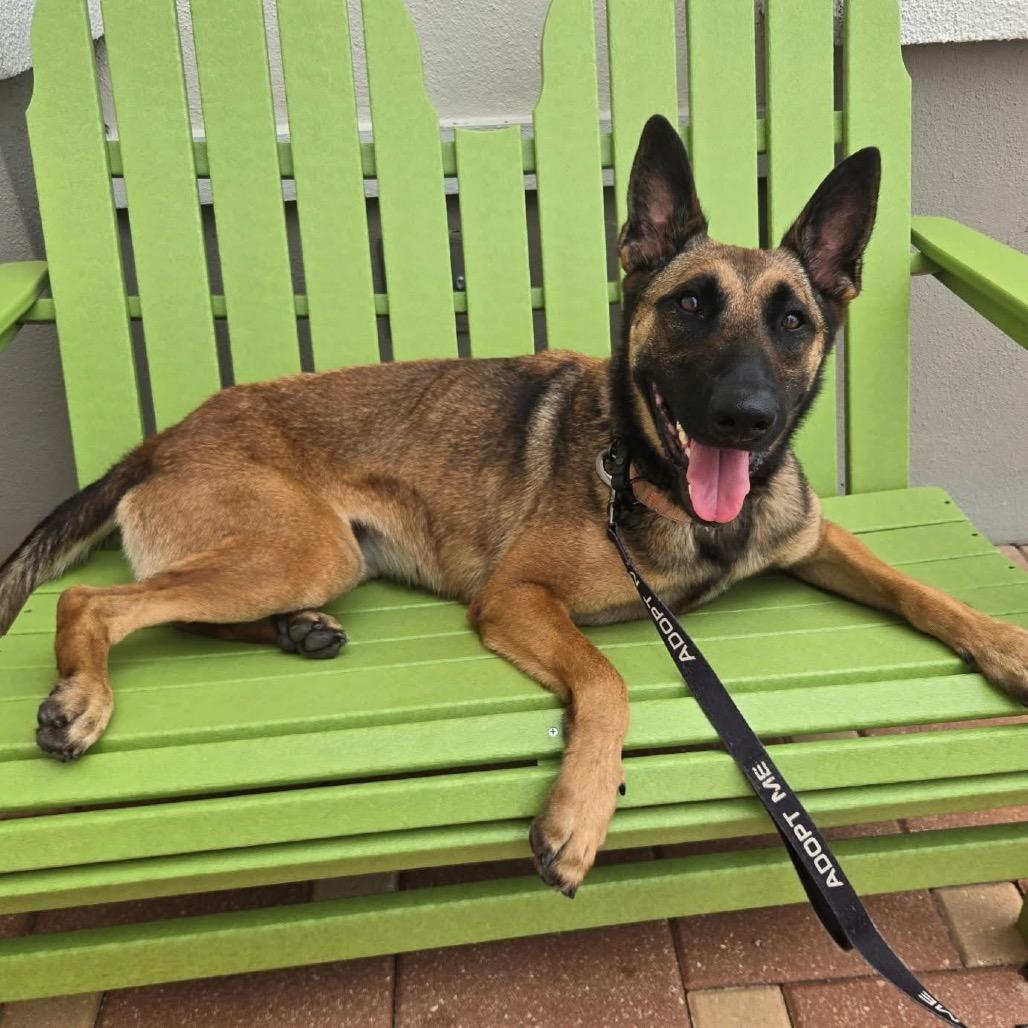 Enlarge Bella, a Adoptable Belgian Shepherd / Malinois in North Port, FL image 2/5