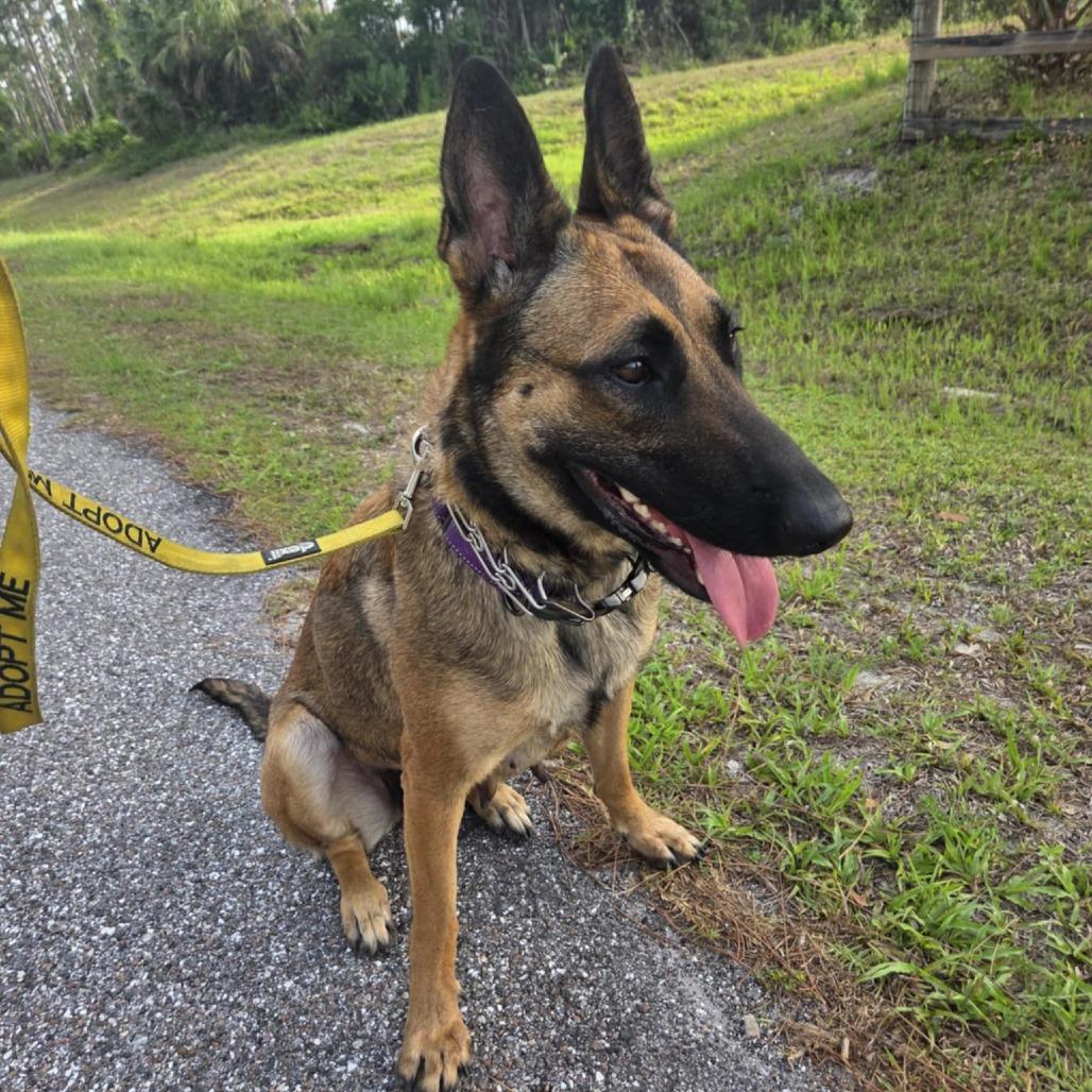Bella, Adoptable, Adult Female Belgian Shepherd / Malinois.