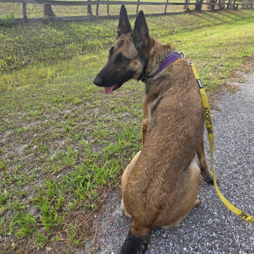 Enlarge Bella, a Adoptable Belgian Shepherd / Malinois in North Port, FL image 2/2