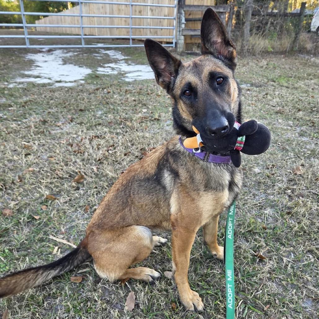 Enlarge Bella, a Adoptable Belgian Shepherd / Malinois in North Port, FL image 5/5